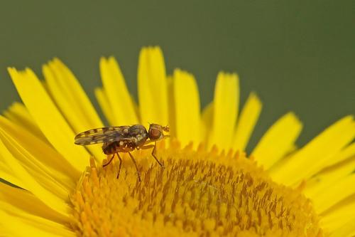 Myopites apicatus